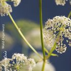 Text: "Angelica sylvestris, Wald-Engelwurz, 07".  
Kalenderblatt mit einer filigranen grünen Pflanze.