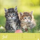 „Jul“ steht auf einem Kalenderblatt mit zwei niedlichen Kätzchen auf einer Wiese im Hintergrund.