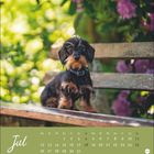 "Jul", Kalendertage darunter. Ein kleiner, rauhaariger Hund sitzt auf einer Holzbank im Grünen.