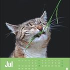 "Jul" steht über einem Kalenderblatt mit Katzenfoto. Eine Katze beißt genüsslich in einen Grashalm.