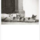 "07" steht unten links. Zwei Katzen ruhen vor einer Tür und einem steinernen Pfeiler.