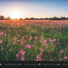 07. Kalender mit Wiese, blühenden rosa Blumen, Bäume im Hintergrund und Sonnenuntergang.
