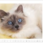 Text: "Deine blauen Augen... machen mich so sentimental..." Heilige Birma-Katze mit strahlend blauen Augen auf gelbem Hintergrund.