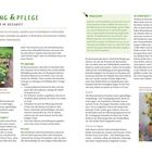 **PLANZUNG & PFLEGE:** Beerensträucher im Hochbeet. Anleitung zur Pflanzung, Pflege, und Tipps für Johannis- und Stachelbeeren.