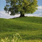 Kalenderblatt für Juli 2027 mit einem Baum auf einer grünen Wiese unter klarem Himmel.