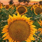 Kalenderseite: Monat 7, 2021, mit hervorgehobenen Sonntagen. Großflächige Sonnenblumen vor einem orangefarbenen Himmel.