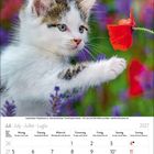 Kalender für Juli 2027. Oben ein Kätzchen, das nach einer roten Blume tappst. Bunter Hintergrund.