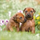 Zwei braune Hundewelpen sitzen auf Gras vor unscharfem Hintergrund mit bunten Blumen.