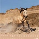 Kalender für Juli 2027. Ein Pferd galoppiert durch eine sandige Landschaft vor einer Felswand.