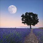 Kein Text erkennbar. Baum in Lavendelfeld, Vollmond am Himmel, rosa-blauer Horizont.