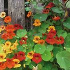 Leuchtende Kapuzinerkresse in Orange, Rot und Gelb vor einem rustikalen Holzzaun, umgeben von grünen Blättern.