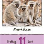 "Freitag, 11. Juni. Meerkatzen." Vier Affen sitzen eng beieinander auf einem Ast und schauen nach vorne.
