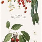"CILIEGIA PROGRESSIFLORA, Fam. Prunus avium." Illustration von Kirschzweigen mit roten und gelben Kirschen, darunter ein Kalender.