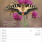 Zitat: "Glück ist, seine Freude in der Freude des anderen zu finden." Zwei Schmetterlinge auf lilafarbenen Blüten.