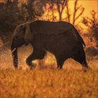 Ein Elefant läuft in der Abenddämmerung durch Gras, während Wasser um ihn spritzt. Der Himmel ist orange gefärbt.