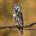 Eine Eule mit gelben Augen sitzt aufmerksam auf einem Ast vor unscharfem, orangebraunem Hintergrund.