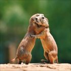 Zwei Präriehunde stehen aufrecht, umarmen sich und scheinen sich anzuschauen. Der Hintergrund ist unscharf und grün.