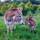 Ein brauner Esel steht inmitten von weißen Blüten vor einem bewaldeten Hintergrund.