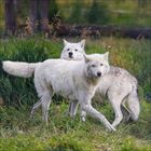 Ein Wolf liegt auf grünem Gras, umgeben von Herbstlaub in warmen Gelb- und Rottönen in einem Wald.
