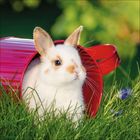 Ein weißes Kaninchen sitzt teils in einem roten Eimer im Gras, umgeben von Blumen und Sonnenlicht.