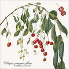 „Ciliegia progressiflora, FAM. Prunus avium“. Illustration von Kirschzweigen mit reifen und unreifen Kirschen.