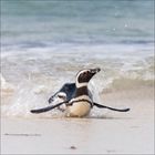 Ein Pinguin gleitet aus dem Wasser ans Ufer, umgeben von spritzenden Wellen.