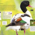 Brandgans-Steckbrief, Jungvogel, Juvenile Brandgans. Hauptsächlich: Große, auffällige Ente mit rotem Schnabel auf grünem Hintergrund.