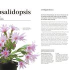 „Rhipsalidopsis“, „Frühjahrsbote“ und „Kultur“. Bild zeigt violette Blumen in einem Topf, Osterkaktus genannt.