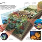 "Korallenriffe", "Die Schelfmeere", "Die Korallenriffe", "Kolonien", "Partnerschaft", "Korallenaufbau", "Korallengarten", "Weichkoralle", "Fakt". Illustrationen von Korallenriffen, Meereslebewesen und Erklärungen zu Korallen.
