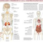 Endokrines System 1: Überschrift und ausführliche Erklärung der Funktion und Organe. Anatomische Illustrationen von Frau und Vorderseite.