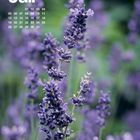 "Juli" oben links, Kalenderdaten unten drunter, Hintergrund: Lavendelblüten in Lila mit grünem Bokeh.