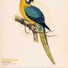 Gelbbrustara Illustration. Kalenderdaten: 18-24 Januar 2027. Bunter Papagei auf einem Ast.