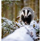 06 FEBRUAR, Kalenderwoche mit Daten 8 bis 14, zeigt Dachs im verschneiten Wald.