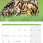 Kalender: Juli 2027. Oben: Nahaufnahme einer Eule mit leuchtend orangefarbenen Augen vor unscharfem Hintergrund.