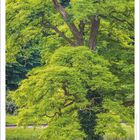 Es gibt eine Kraft aus der Ewigkeit und diese Kraft ist grün. Hildegard von Bingen. Ein großer, üppiger Baum.