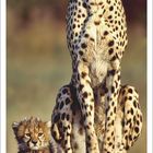 Kalenderblatt: Juli 2027. Ein Gepard sitzt majestätisch, daneben ein Jungtier.