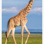 Kalenderblatt für Juli 2027 mit einer großen Giraffe auf einer grünen Wiese unter blauem Himmel.