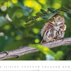 "7" steht unten. Eine kleine Eule mit gelben Augen sitzt auf einem Ast im dichten grünen Laub.