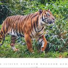 Es zeigt einen Sumatratiger, der durch dichten, grünen Pflanzenbewuchs schreitet. Unten ist eine Monatsübersicht mit 31 Tagen.