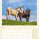 Kalenderseite Juli 2027: Zwei Esel auf einer grünen Wiese, blauer Himmel im Hintergrund.