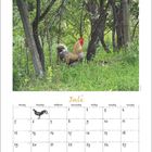 Text: "Juli". Ein Kalenderblatt für Juli zeigt einen Hahn zwischen Bäumen im Gras.