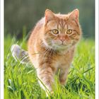 Kalenderblatt für Juli 2027. Bild: Orange Katze im Gras, schaut aufmerksam nach vorne.