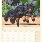 Kalenderblatt für Juli 2027 mit drei Dackel-Welpen, die neugierig über einen Zaun schauen.