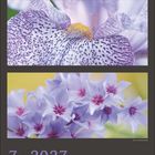 Kalenderblatt: Monat Juli 2027, mit drei Nahaufnahmen von lila Blumen in unterschiedlichen Perspektiven.