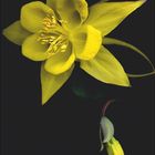 "Juli" und Kalendarium mit Wochentagen. Gelbe Akelei-Blüte auf schwarzem Hintergrund.