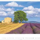 Valensole, Alpes-de-Haute-Provence. Links ein Steinhaus, daneben ein Baum, rechts blühende Lavendelfelder. Himmel mit Wolken.