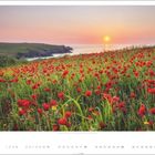 7. Klatschmohn, West Pentire, Cornwall, England. Sonnenuntergang über einem Feld voller roter Mohnblumen an der Küste.