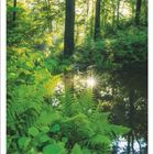 7 | 2027. Buchenwald, Sachsen. Sonnenlicht strahlt durch dichte grüne Blätter und Farn über einem ruhigen Waldbach.