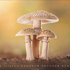 Kalenderblatt mit großen Zahlen unten: "7". Drei Pilze, die aus dem Boden ragen, vor verschwommenem, warmem Hintergrund.