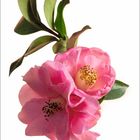 Zahlen von 1 bis 31 unten. Zahl 4 und 25 fett, 7 hervorgehoben. Oben rosa Blumen mit grünen Blättern auf weißem Hintergrund.